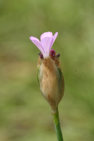 Pflanzenbild gross Sprossende Felsennelke - Petrorhagia prolifera