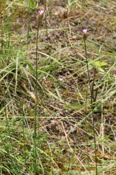 Pflanzenbild gross Sprossende Felsennelke - Petrorhagia prolifera