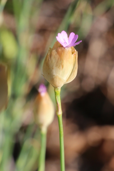Pflanzenbild gross Sprossende Felsennelke - Petrorhagia prolifera