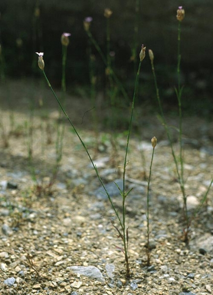 Pflanzenbild gross Sprossende Felsennelke - Petrorhagia prolifera