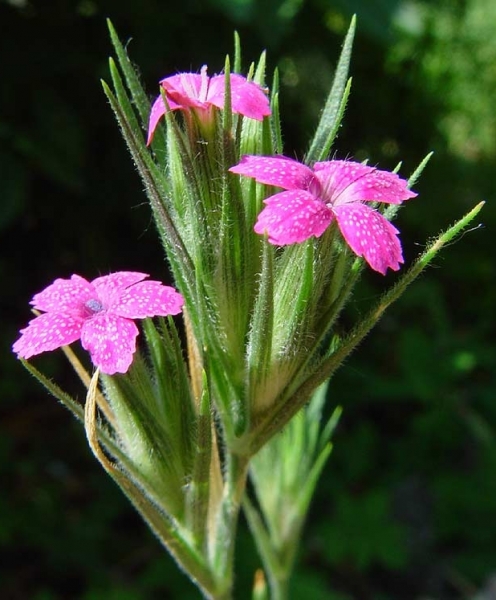 Pflanzenbild gross Raue Nelke - Dianthus armeria