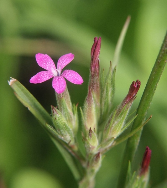 Pflanzenbild gross Raue Nelke - Dianthus armeria