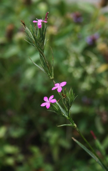 Pflanzenbild gross Raue Nelke - Dianthus armeria
