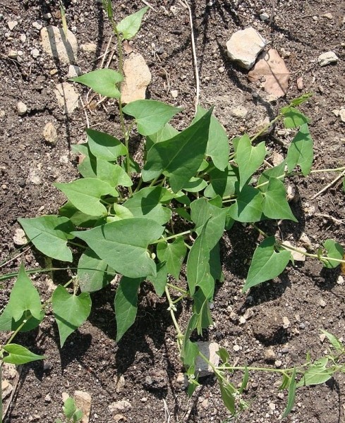 Pflanzenbild gross Gemeiner Windenknöterich - Fallopia convolvulus