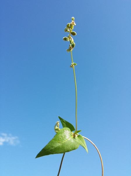 Pflanzenbild gross Gemeiner Windenknöterich - Fallopia convolvulus