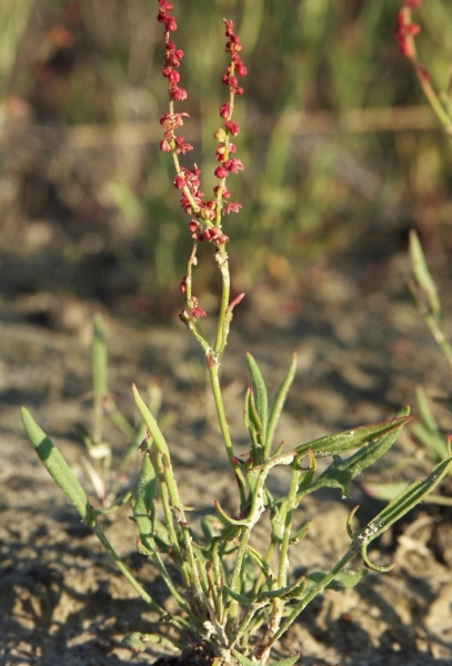 Pflanzenbild gross Kleiner Sauerampfer - Rumex acetosella