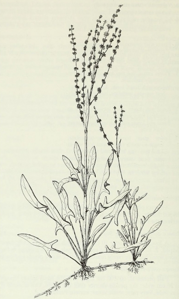 Pflanzenbild gross Kleiner Sauerampfer - Rumex acetosella
