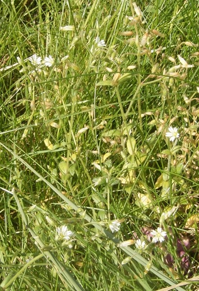 Pflanzenbild gross Gemeines Hornkraut - Cerastium fontanum