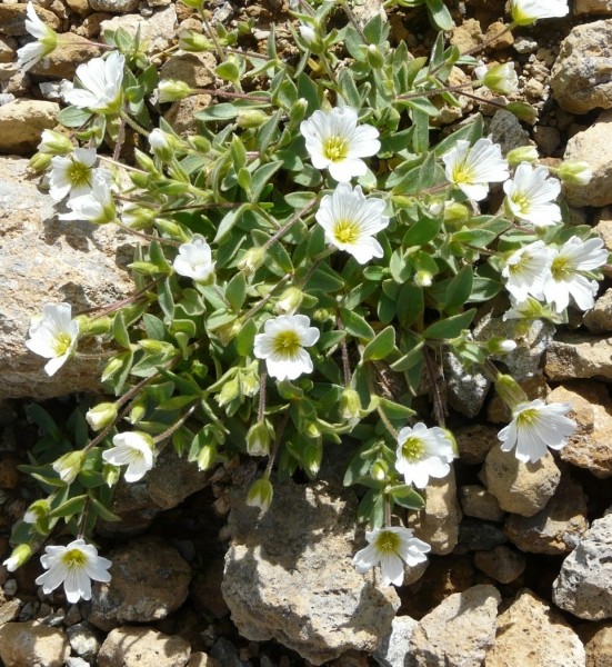 Pflanzenbild gross Breitblättriges Hornkraut - Cerastium latifolium