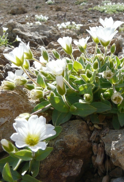 Pflanzenbild gross Breitblättriges Hornkraut - Cerastium latifolium