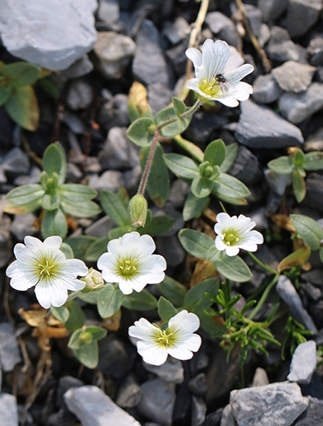 Pflanzenbild gross Breitblättriges Hornkraut - Cerastium latifolium