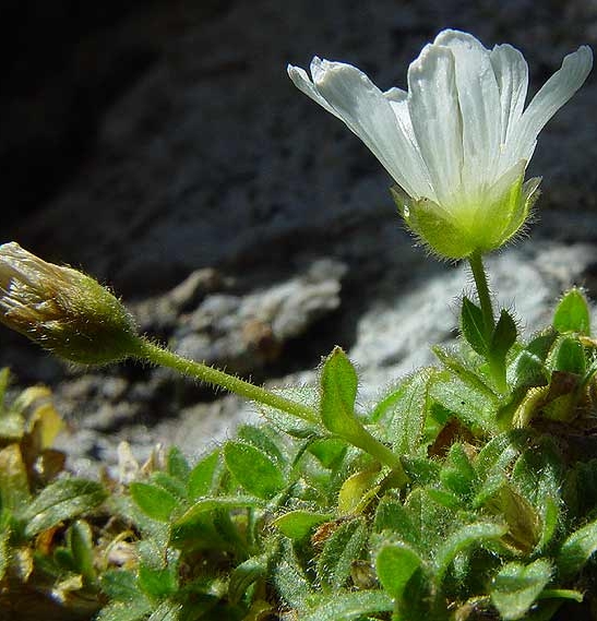 Pflanzenbild gross Einblütiges Hornkraut - Cerastium uniflorum