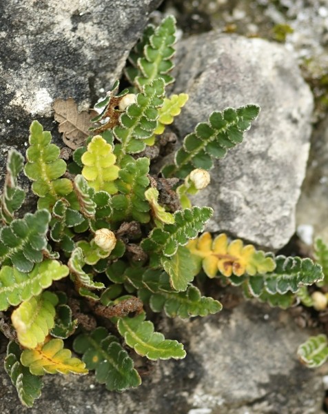 Pflanzenbild gross Schriftfarn - Asplenium ceterach