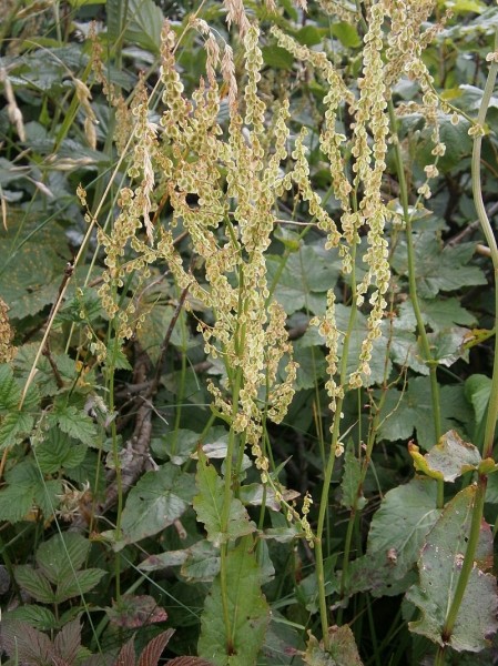 Pflanzenbild gross Berg-Sauerampfer - Rumex alpestris