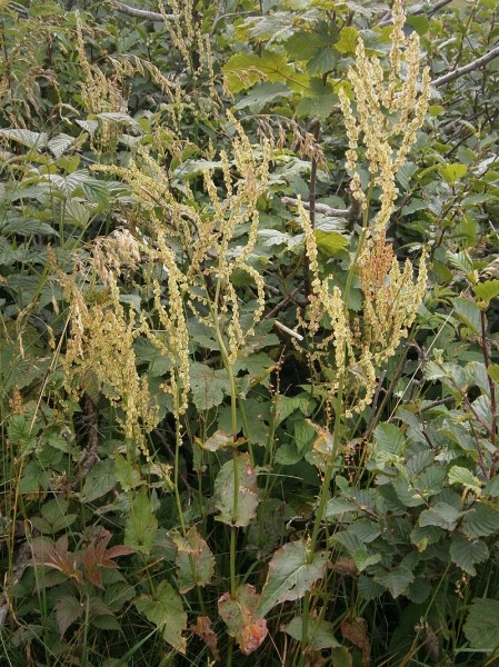Pflanzenbild gross Berg-Sauerampfer - Rumex alpestris