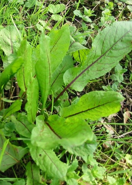 Pflanzenbild gross Blut-Ampfer - Rumex sanguineus