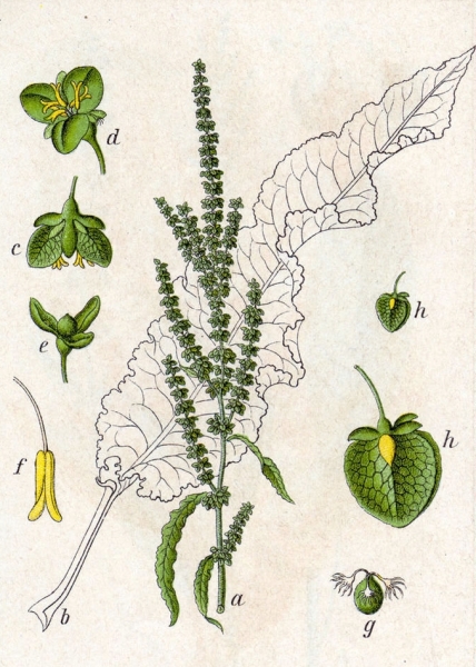 Pflanzenbild gross Krauser Ampfer - Rumex crispus
