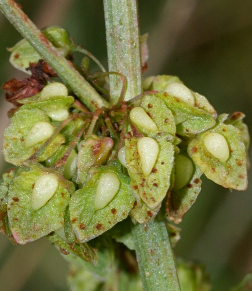 Pflanzenbild gross Krauser Ampfer - Rumex crispus