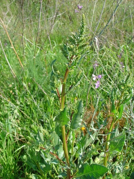 Pflanzenbild gross Krauser Ampfer - Rumex crispus