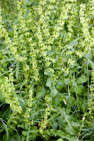 Pflanzenbild gross Krauser Ampfer - Rumex crispus
