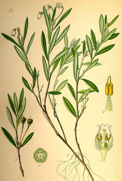 Pflanzenbild gross Rosmarinheide - Andromeda polifolia