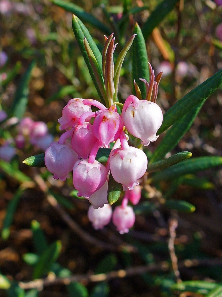 Pflanzenbild gross Rosmarinheide - Andromeda polifolia