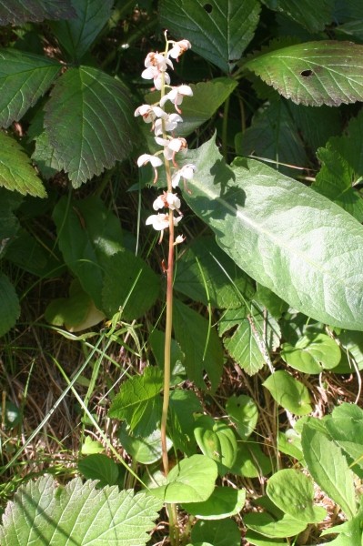 Pflanzenbild gross Rundblättriges Wintergrün - Pyrola rotundifolia