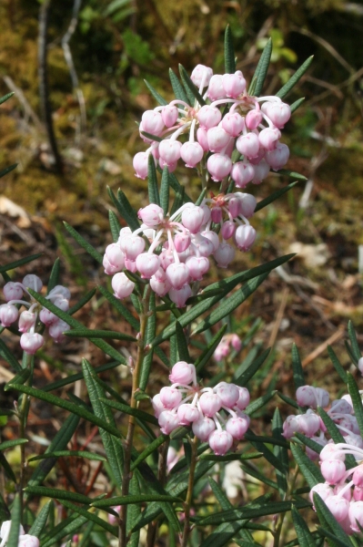 Pflanzenbild gross Rosmarinheide - Andromeda polifolia