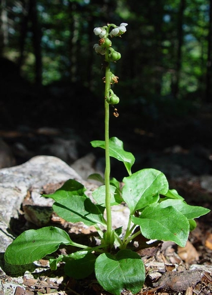 Pflanzenbild gross Kleines Wintergrün - Pyrola minor