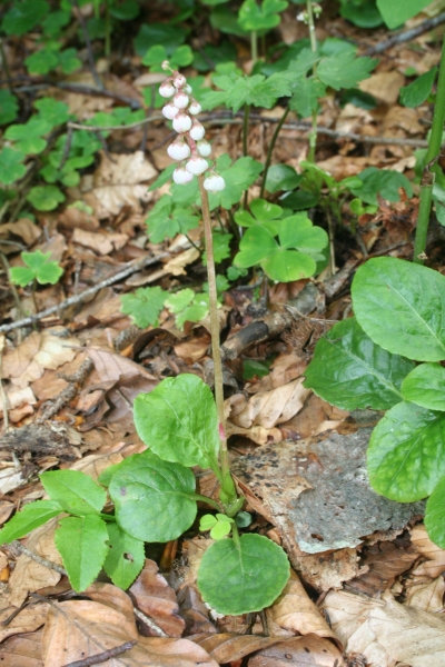 Pflanzenbild gross Kleines Wintergrün - Pyrola minor