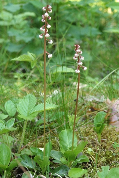 Pflanzenbild gross Kleines Wintergrün - Pyrola minor