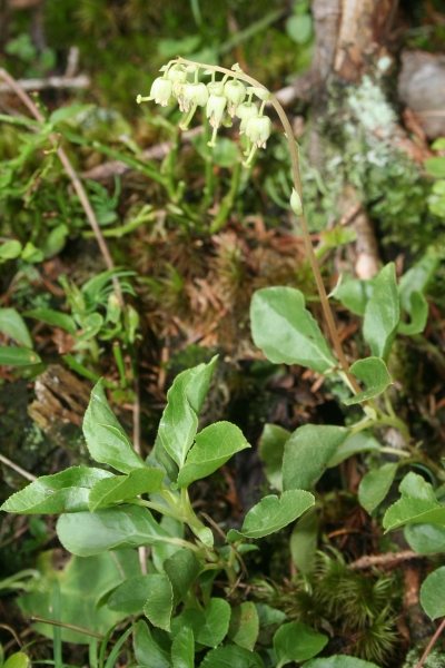 Pflanzenbild gross Birngrün - Orthilia secunda