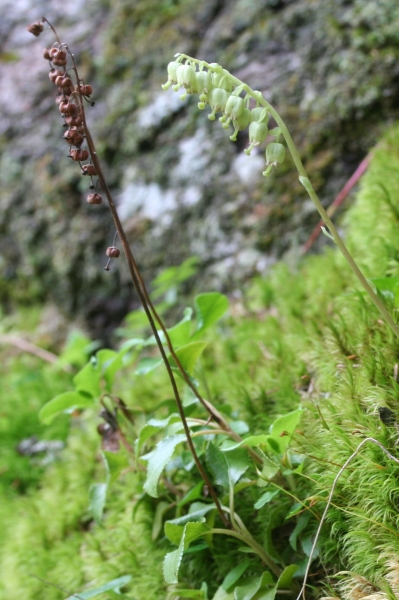 Pflanzenbild gross Birngrün - Orthilia secunda