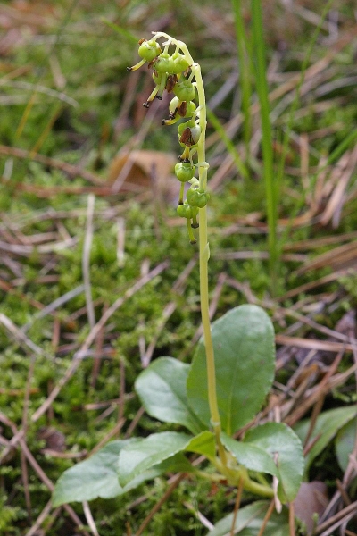Pflanzenbild gross Birngrün - Orthilia secunda