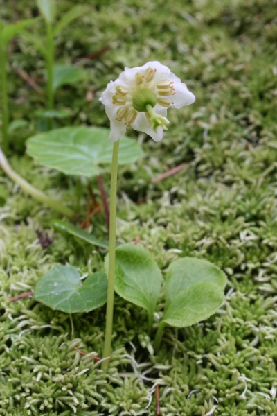 Pflanzenbild gross Moosauge - Moneses uniflora