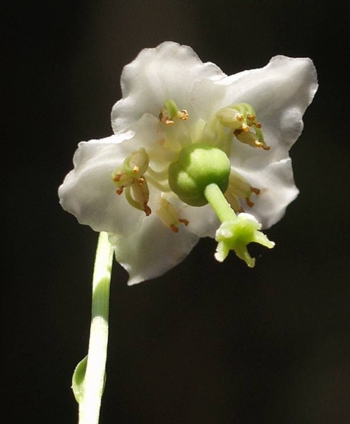 Pflanzenbild gross Moosauge - Moneses uniflora