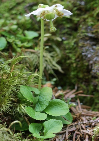 Pflanzenbild gross Moosauge - Moneses uniflora