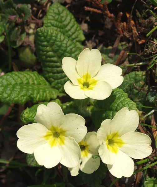Pflanzenbild gross Stängellose Schlüsselblume - Primula acaulis