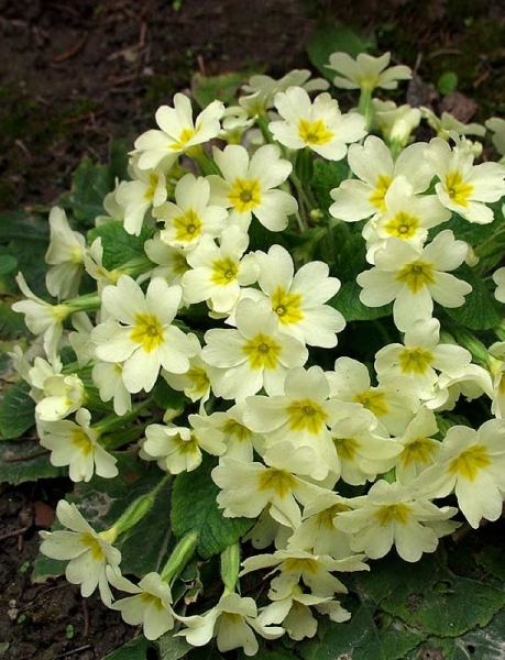Pflanzenbild gross Stängellose Schlüsselblume - Primula acaulis