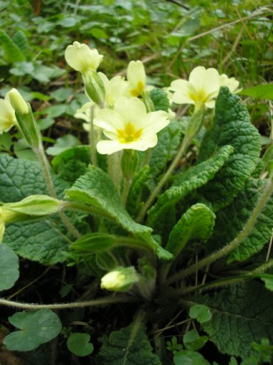 Pflanzenbild gross Stängellose Schlüsselblume - Primula acaulis