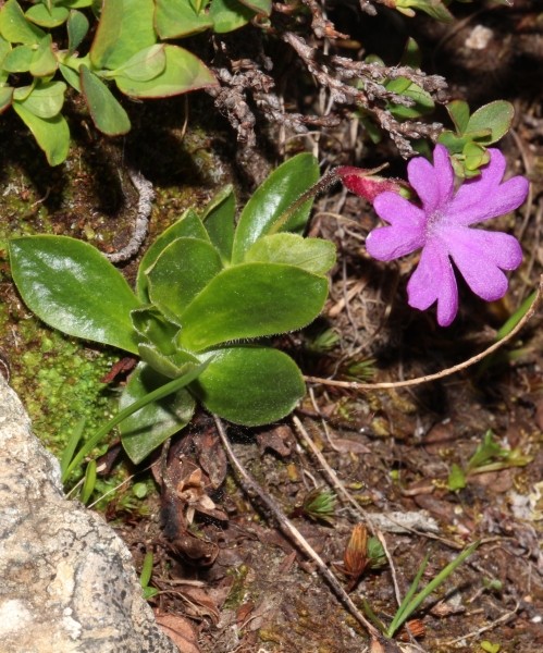 Pflanzenbild gross Ganzblättrige Primel - Primula integrifolia