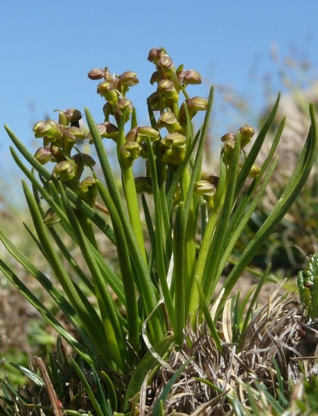 Pflanzenbild gross Zwergorchis - Chamorchis alpina