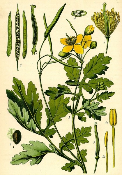 Pflanzenbild gross Schöllkraut - Chelidonium majus