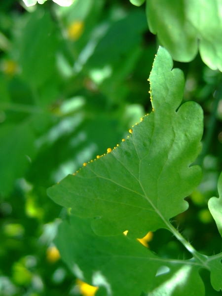 Pflanzenbild gross Schöllkraut - Chelidonium majus