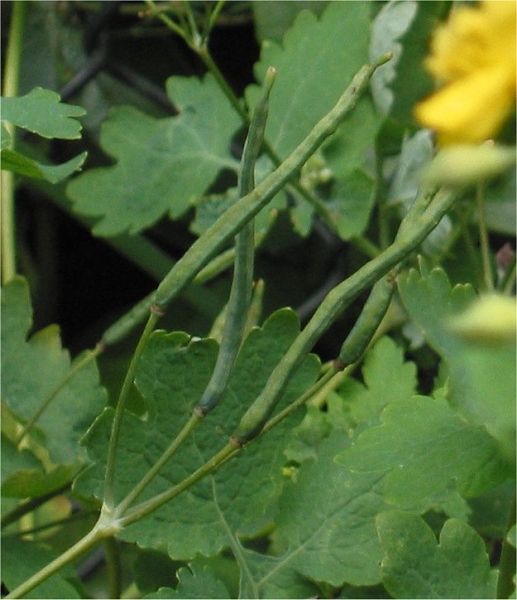 Pflanzenbild gross Schöllkraut - Chelidonium majus