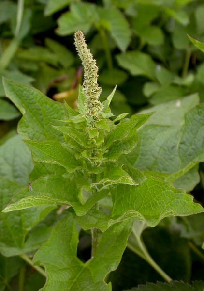 Pflanzenbild gross Guter Heinrich - Chenopodium bonus-henricus