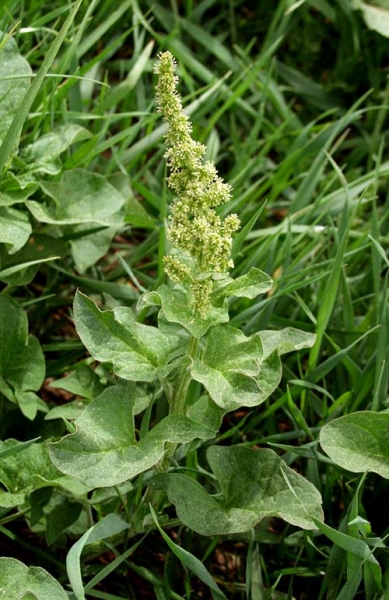 Pflanzenbild gross Guter Heinrich - Chenopodium bonus-henricus