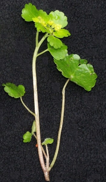 Pflanzenbild gross Wechselblättriges Milzkraut - Chrysosplenium alternifolium