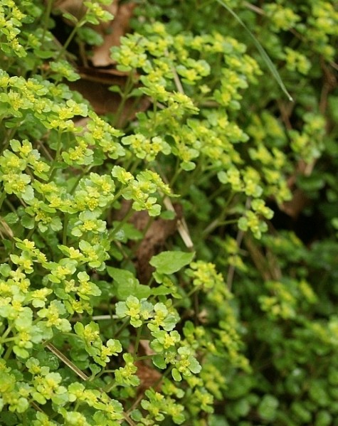 Pflanzenbild gross Gegenblättriges Milzkraut - Chrysosplenium oppositifolium