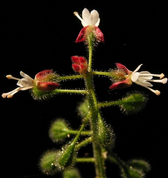 Pflanzenbild gross Grosses Hexenkraut - Circaea lutetiana